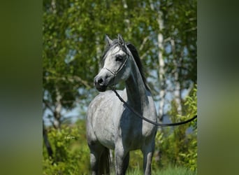 Straight Egyptian, Mare, 7 years, 15.1 hh, Gray