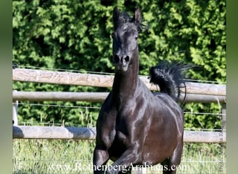 Straight Egyptian, Mare, 7 years, 15 hh, Black