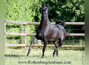Straight Egyptian, Mare, 7 years, 15 hh, Black
