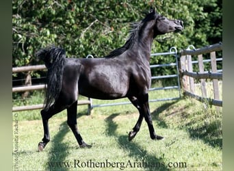 Straight Egyptian, Mare, 7 years, 15 hh, Black