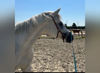Straight Egyptian, Mare, 7 years, 15 hh, Gray