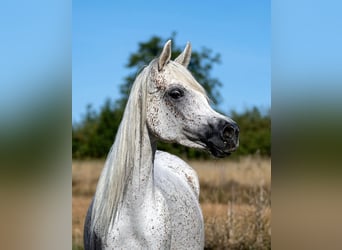 Straight Egyptian, Mare, 7 years, 15 hh, Grey-Fleabitten
