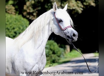 Ägyptischer Araber, Stute, 8 Jahre, 14,3 hh, Schimmel