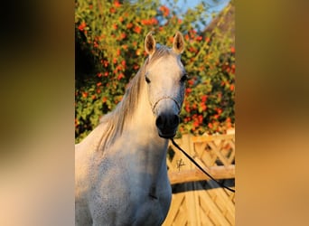 Straight Egyptian, Mare, 8 years, 14,3 hh, Gray