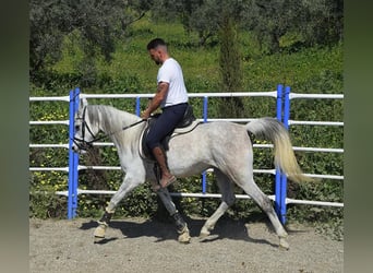 Straight Egyptian, Mare, 9 years, 14.2 hh, White