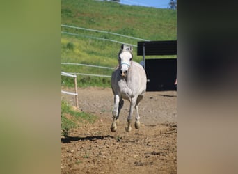 Straight Egyptian, Mare, 9 years, 14.2 hh, White