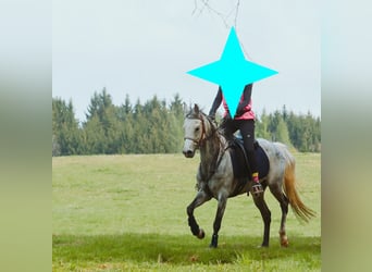 Straight Egyptian, Mare, 9 years, 14,3 hh, Gray