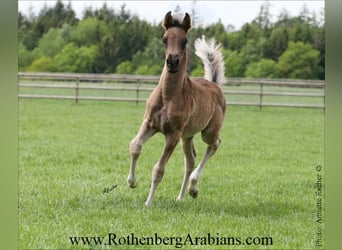 Straight Egyptian, Mare, Foal (04/2026), 15.1 hh, Black