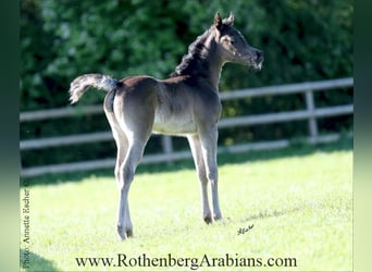 Straight Egyptian, Mare, , 15 hh, Black