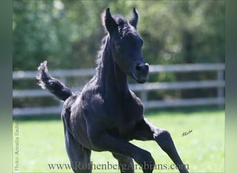 Straight Egyptian, Mare, , 15 hh, Black