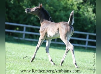 Straight Egyptian, Mare, , 15 hh, Black
