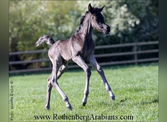 Straight Egyptian, Mare, Foal (04/2024), 15 hh, Black