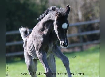Straight Egyptian, Mare, , 15 hh, Black
