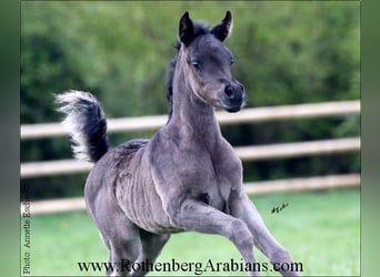 Straight Egyptian, Mare, Foal (04/2024), 15 hh, Black