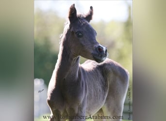 Straight Egyptian, Mare, , 15 hh, Black
