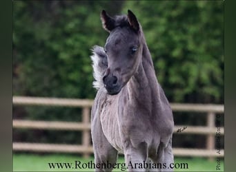 Straight Egyptian, Mare, Foal (04/2024), 15 hh, Black