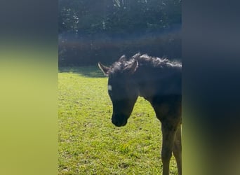 Straight Egyptian, Mare, , 15 hh, Black