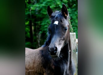 Straight Egyptian, Mare, , 15 hh, Black