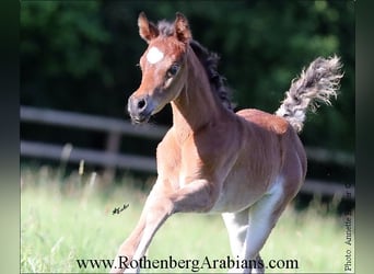 Straight Egyptian, Mare, Foal (05/2024), 15 hh, Brown