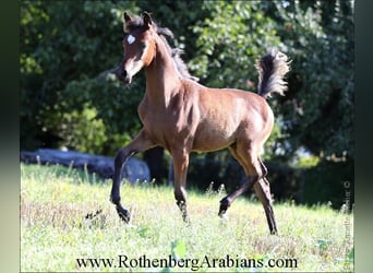 Straight Egyptian, Mare, Foal (05/2024), 15 hh, Brown