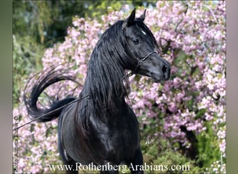 Straight Egyptian, Mare, Foal (05/2024), 15 hh, Brown