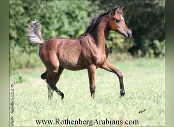 Straight Egyptian, Mare, Foal (05/2024), 15 hh, Brown