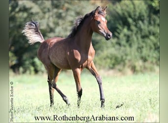 Straight Egyptian, Mare, Foal (05/2024), 15 hh, Brown