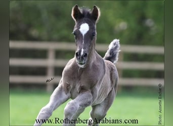 Straight Egyptian, Mare, Foal (04/2024), 15 hh, Smoky-Black