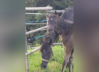 Ägyptischer Araber, Stute, Fohlen (04/2024), Rappe