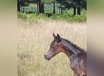 Straight Egyptian, Mare, Foal (01/2025), Black