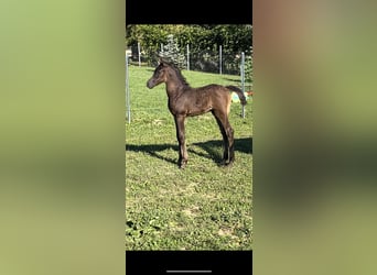 Straight Egyptian, Mare, Foal (08/2025), Black