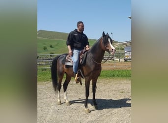 Straight Egyptian, Stallion, 10 years, 15,2 hh, Brown