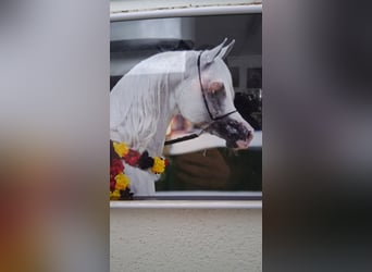 Straight Egyptian, Stallion, 10 years, 15,2 hh, Grey