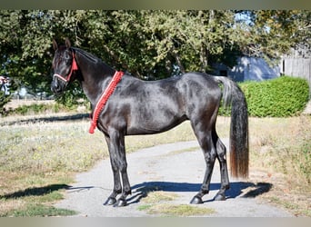 Straight Egyptian, Stallion, 12 years, 14,2 hh, Black