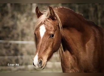 Straight Egyptian, Stallion, 13 years, 15 hh, Chestnut-Red