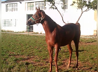 Straight Egyptian, Stallion, 14 years, 5.3 hh, Chestnut-Red