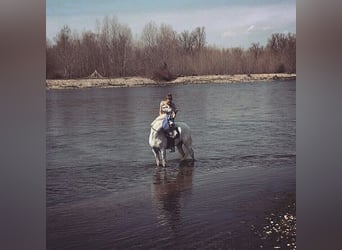 Straight Egyptian, Stallion, 14 years, Gray