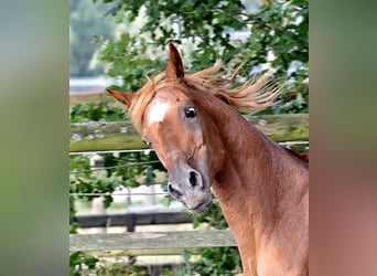 Straight Egyptian, Stallion, 18 years, 15 hh, Chestnut-Red
