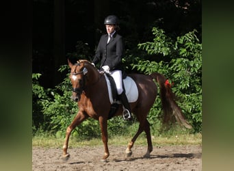Straight Egyptian, Stallion, 18 years, 15 hh, Chestnut-Red