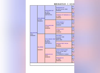 Straight Egyptian, Stallion, 1 year, 13,2 hh