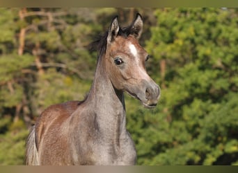 Straight Egyptian, Stallion, 1 year, 14.2 hh, Gray