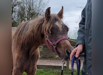 Straight Egyptian, Stallion, 1 year, 14.2 hh, Grey