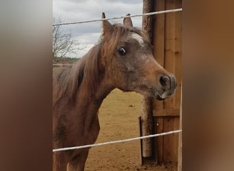 Straight Egyptian, Stallion, 1 year, 14,2 hh, Grey