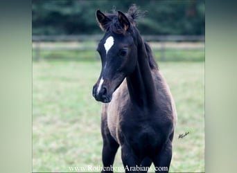 Straight Egyptian, Stallion, 1 year, 15,1 hh, Black