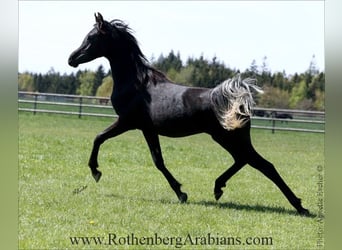 Straight Egyptian, Stallion, 1 year, 15.1 hh, Black