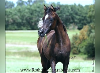 Straight Egyptian, Stallion, 1 year, 15,1 hh, Black