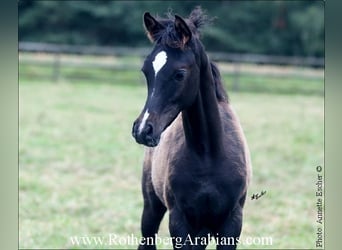 Straight Egyptian, Stallion, 1 year, 15,1 hh, Black