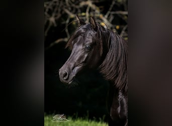 Straight Egyptian, Stallion, 1 year, 15.1 hh, Black