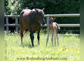 Straight Egyptian, Stallion, 1 year, 15.1 hh, Black