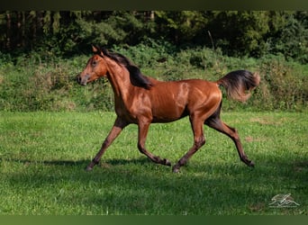 Straight Egyptian, Stallion, 1 year, 15.1 hh, Brown